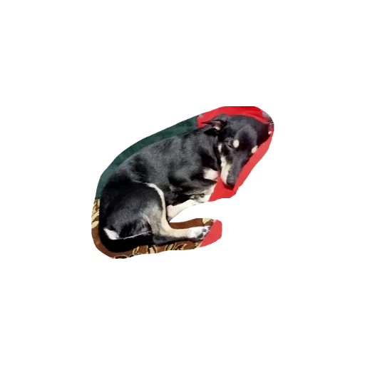 милые собаки - Sticker 4