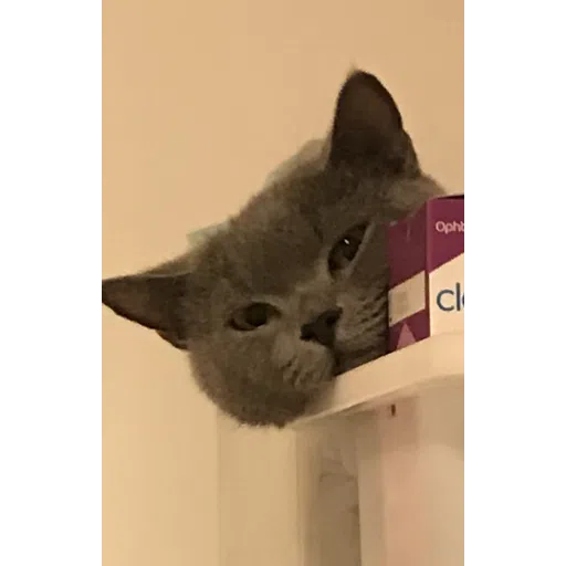 Meow - Sticker